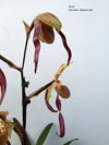 Paphiopedilum Berenice (philippinense x lowii) 